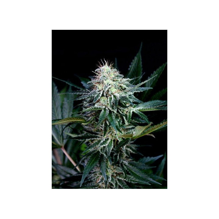 Radical Auto