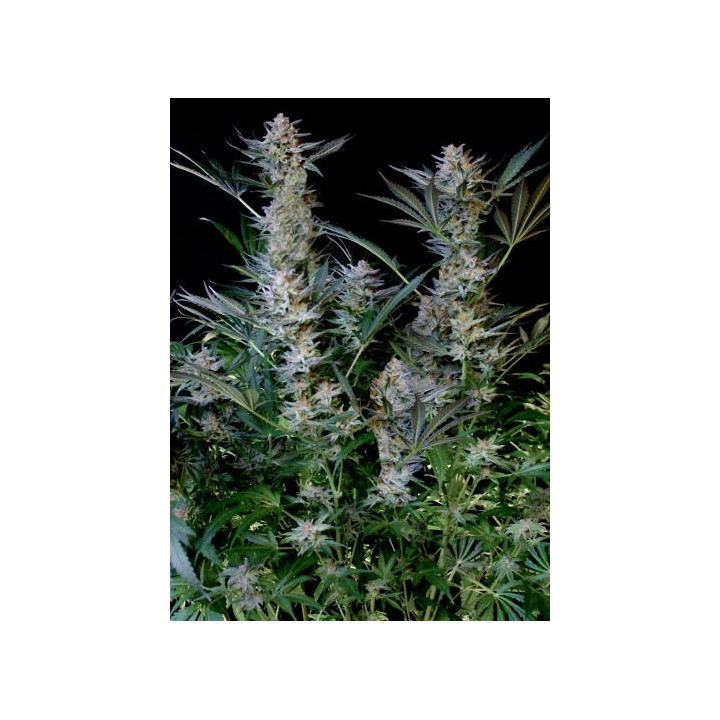 Radical Auto