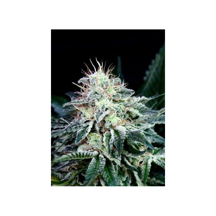 Radical Auto