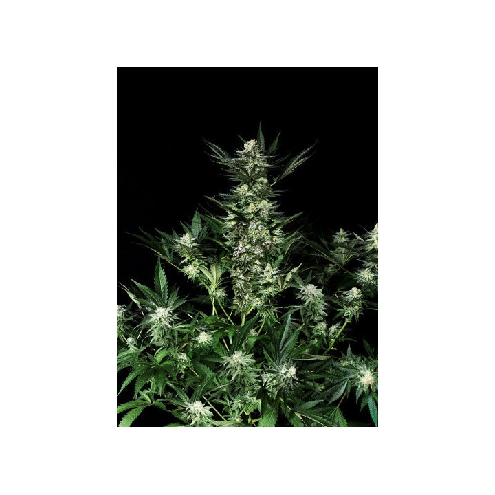 Amazing Auto