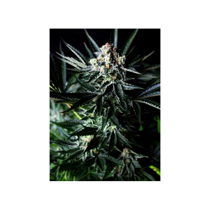 Amazing Auto