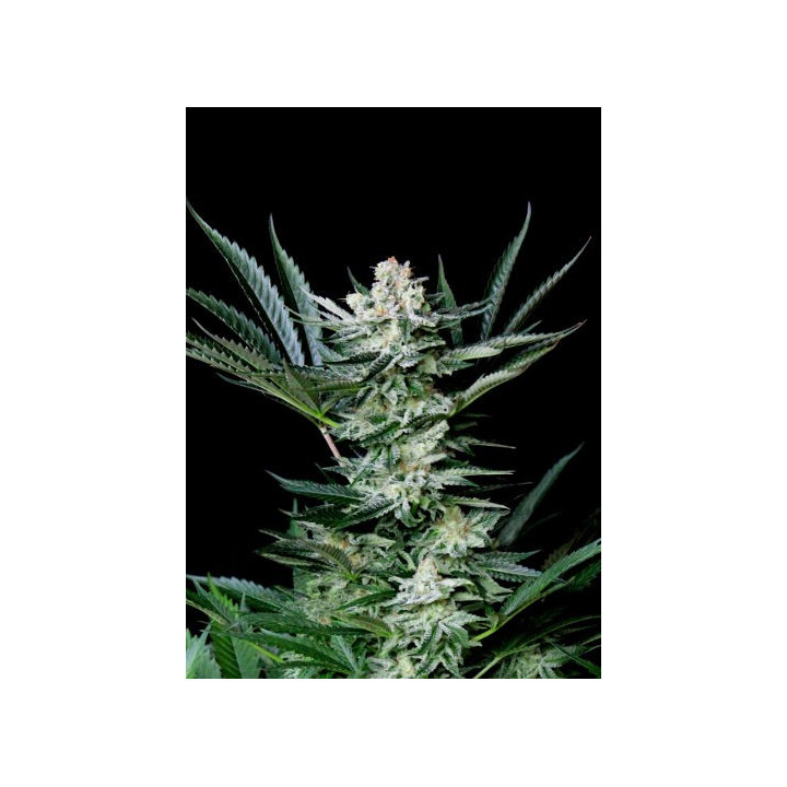 Amazing Auto