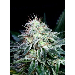 Radical Auto