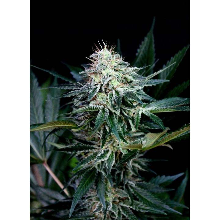 Radical Auto