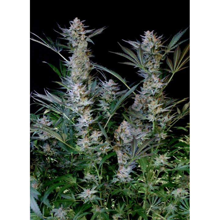 Radical Auto