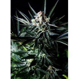 Amazing Auto