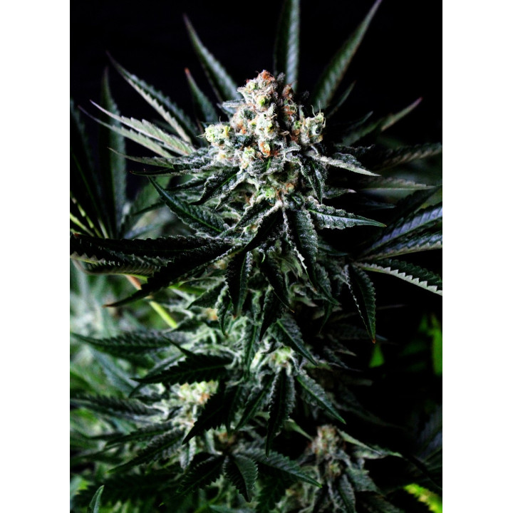 Amazing Auto
