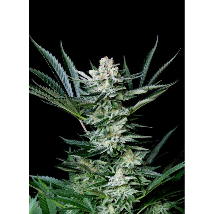 Amazing Auto