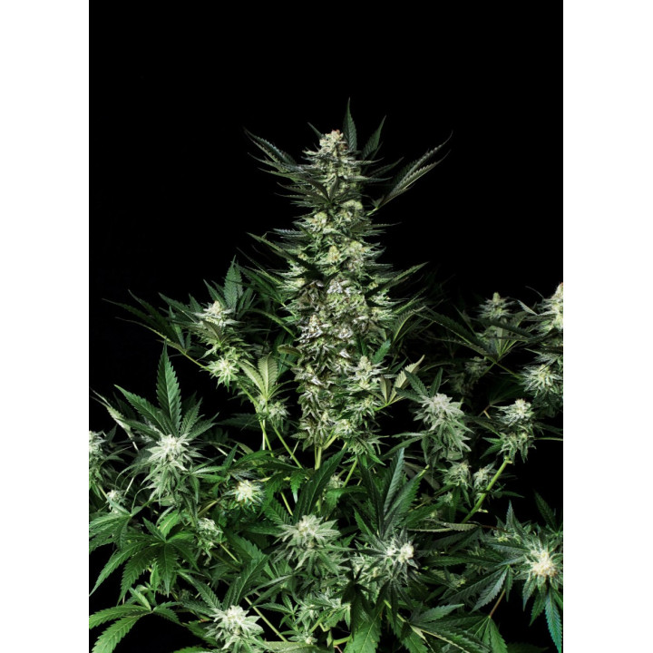 Amazing Auto