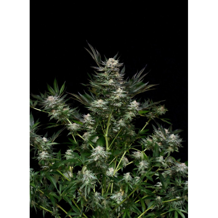 Chocolute F2