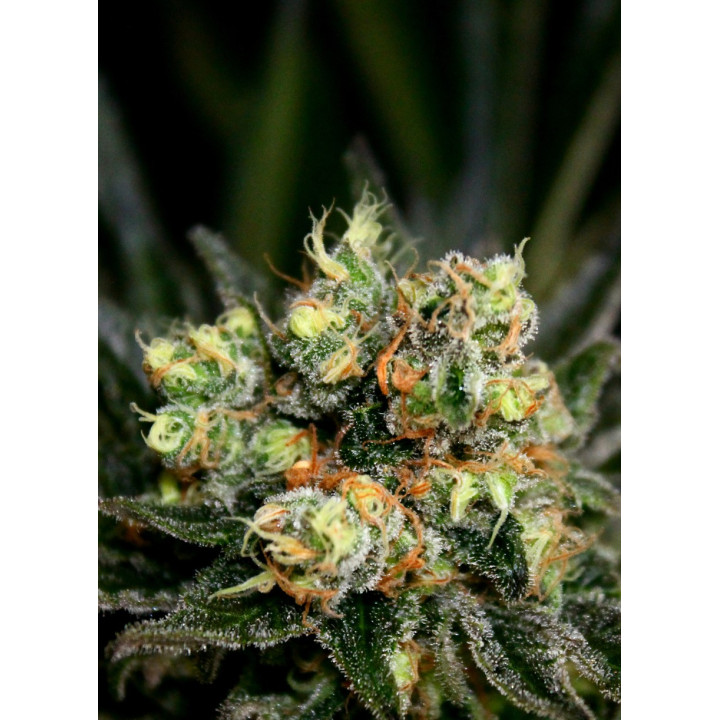 Chocolute F2