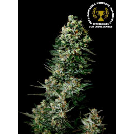 Chocolute F2