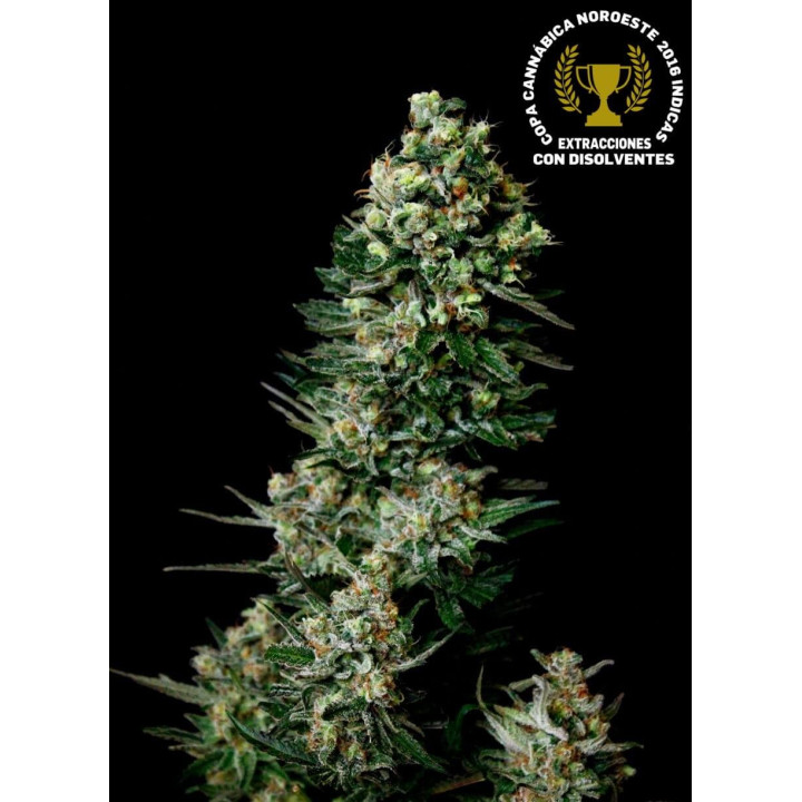 Chocolute F2